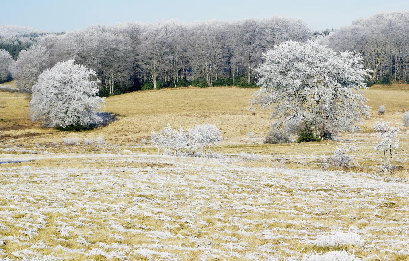 Photo wallpaper frost, field, trees, landscape, nature