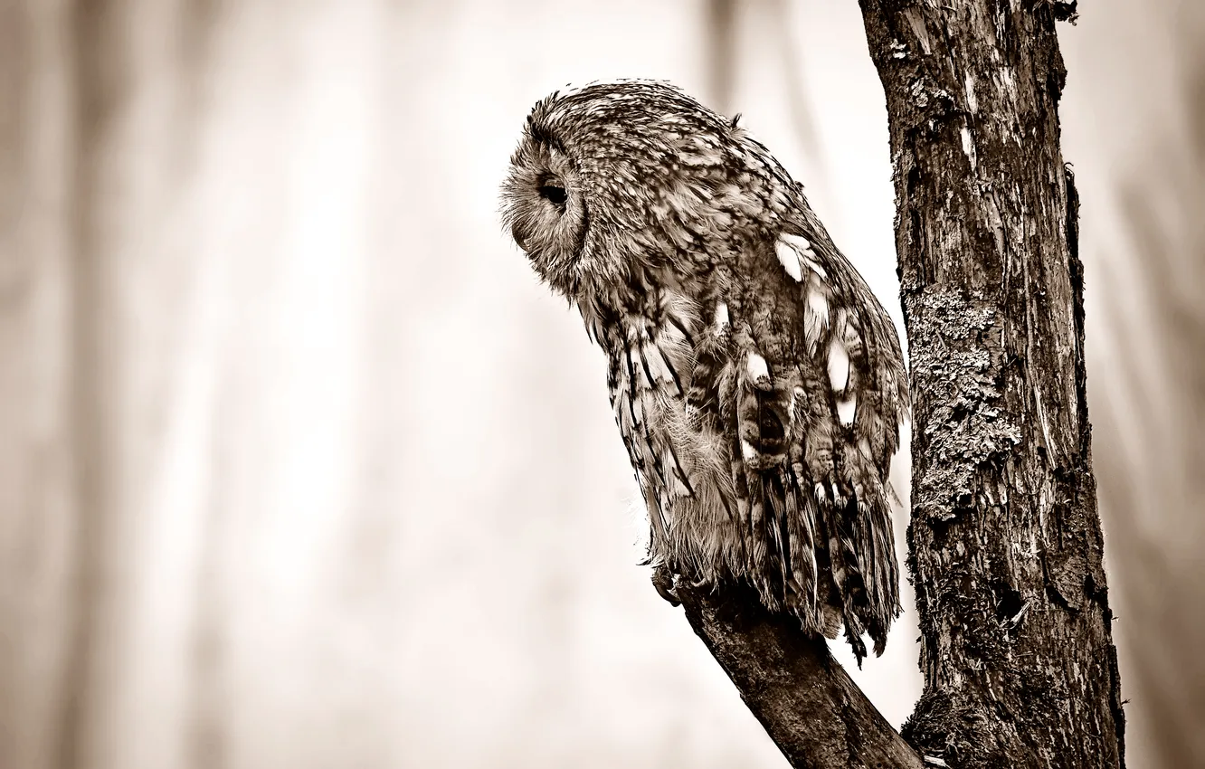 Photo wallpaper owl, bird, branch