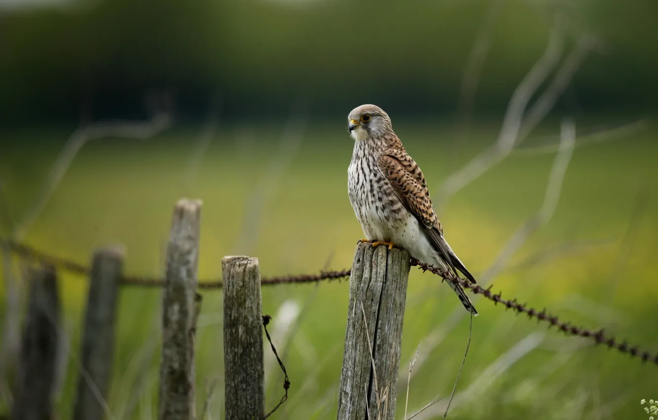 Photo wallpaper nature, the fence, Falcon