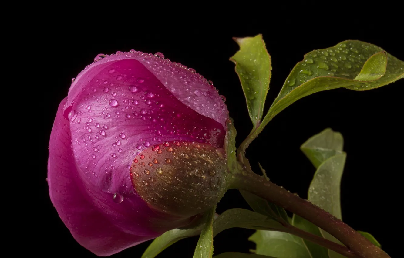 Photo wallpaper flower, drops, the dark background, pink, Bud