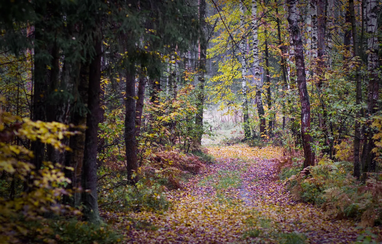 Photo wallpaper autumn, forest, leaves, trees, overcast, track, birch, gloomy