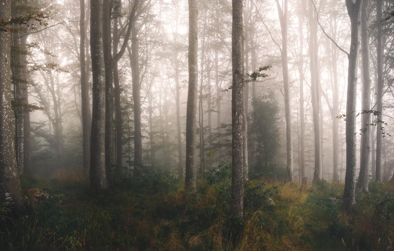 Photo wallpaper autumn, forest, grass, light, trees, branches, fog, thickets