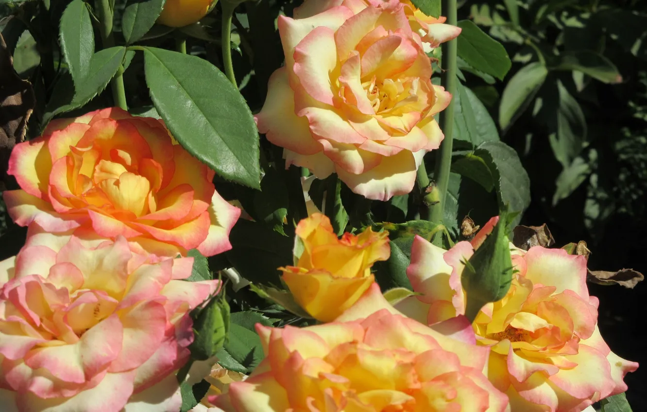 Photo wallpaper roses, orange roses, spring 2018, Meduzanol ©