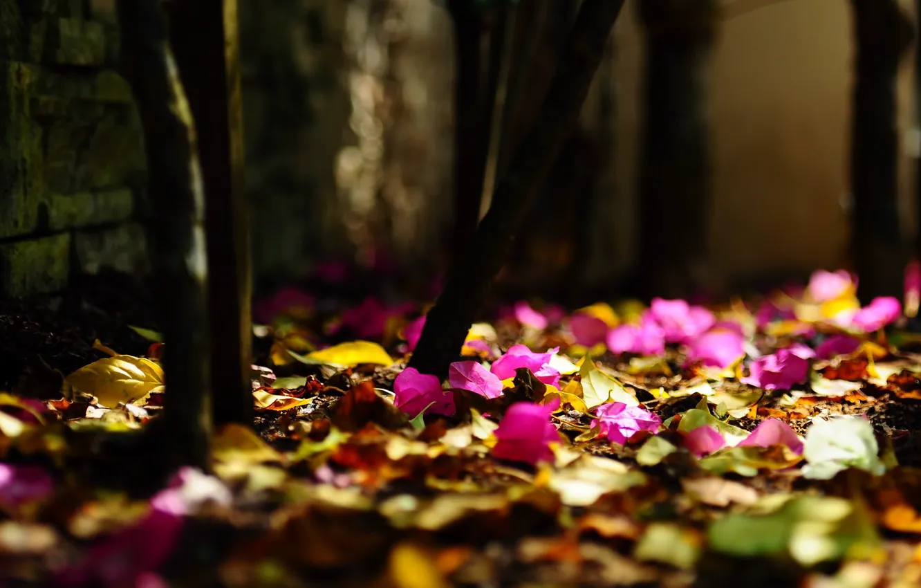 Photo wallpaper fallen leaves, pink flowers, blur bokeh