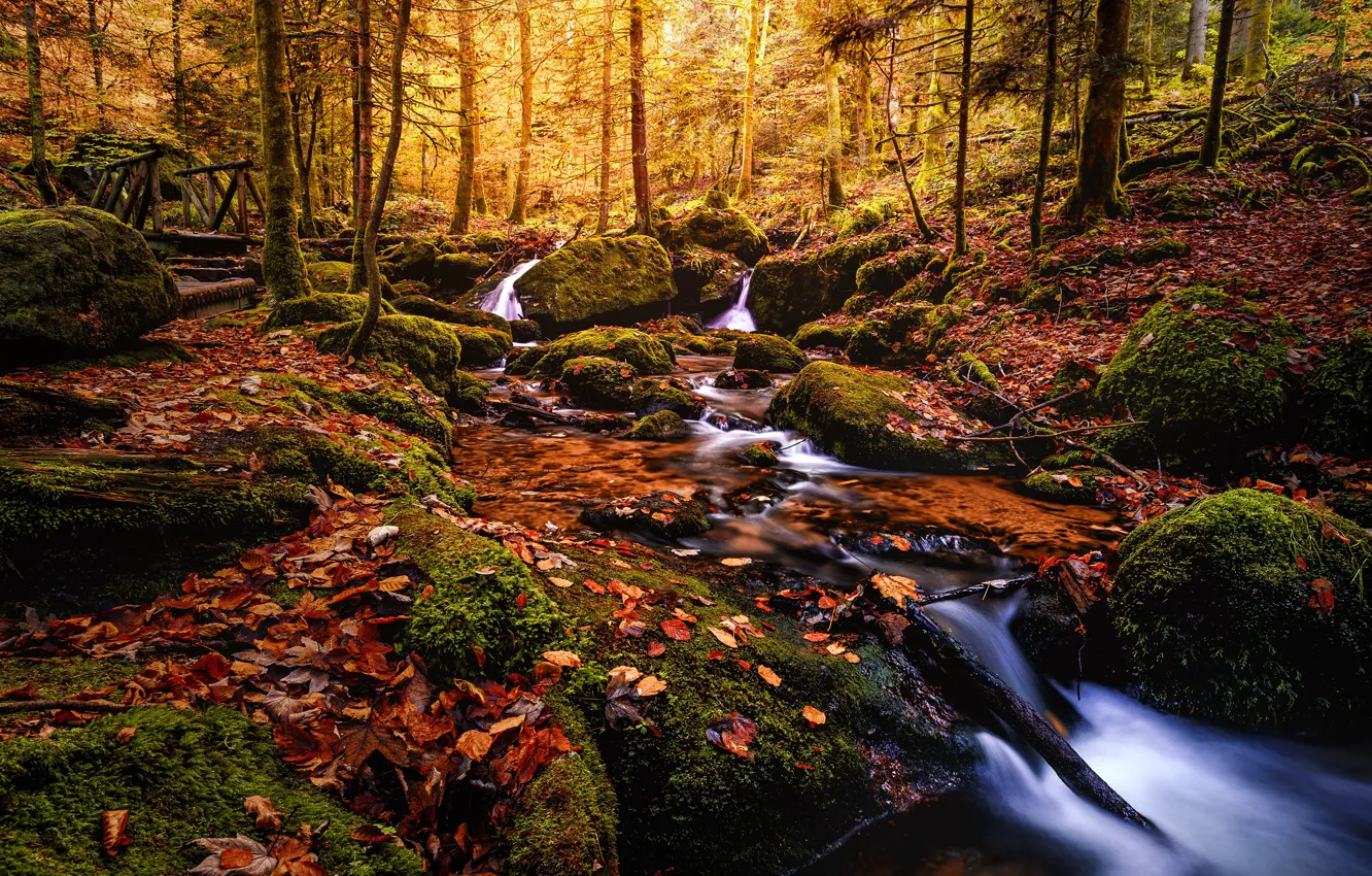Photo wallpaper autumn, forest, leaves, water, trees, landscape, branches, nature