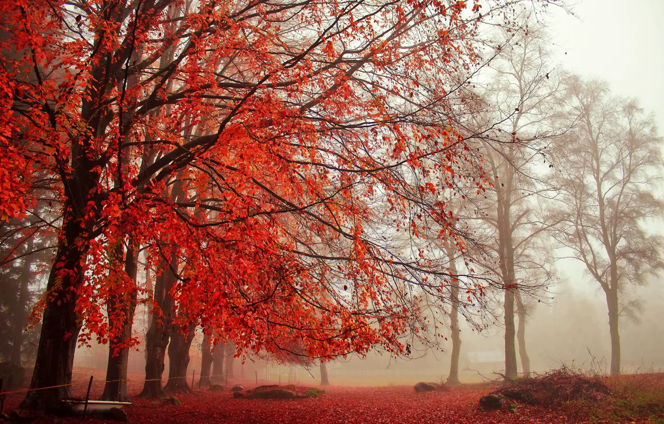 Photo wallpaper trees, fog, Park