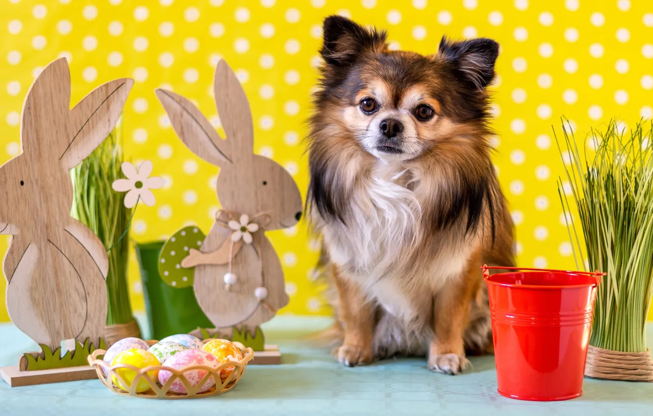Photo wallpaper look, toys, eggs, dog, Easter, bucket, rabbits, puppy