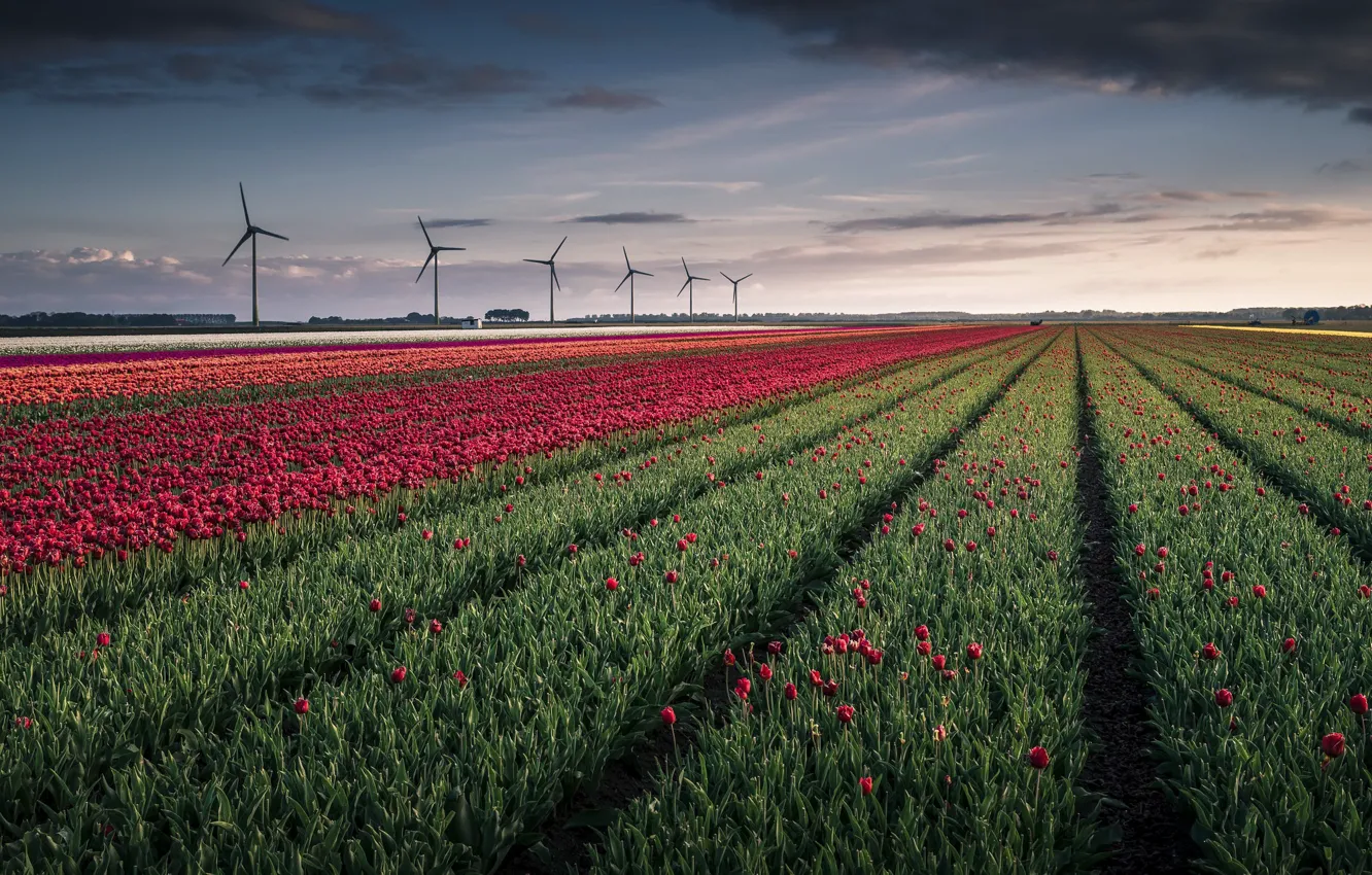 Photo wallpaper field, flowers, windmills
