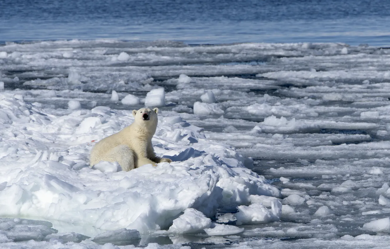 Photo wallpaper ice, winter, snow, polar bear, oskoui, Umka, Nanuk