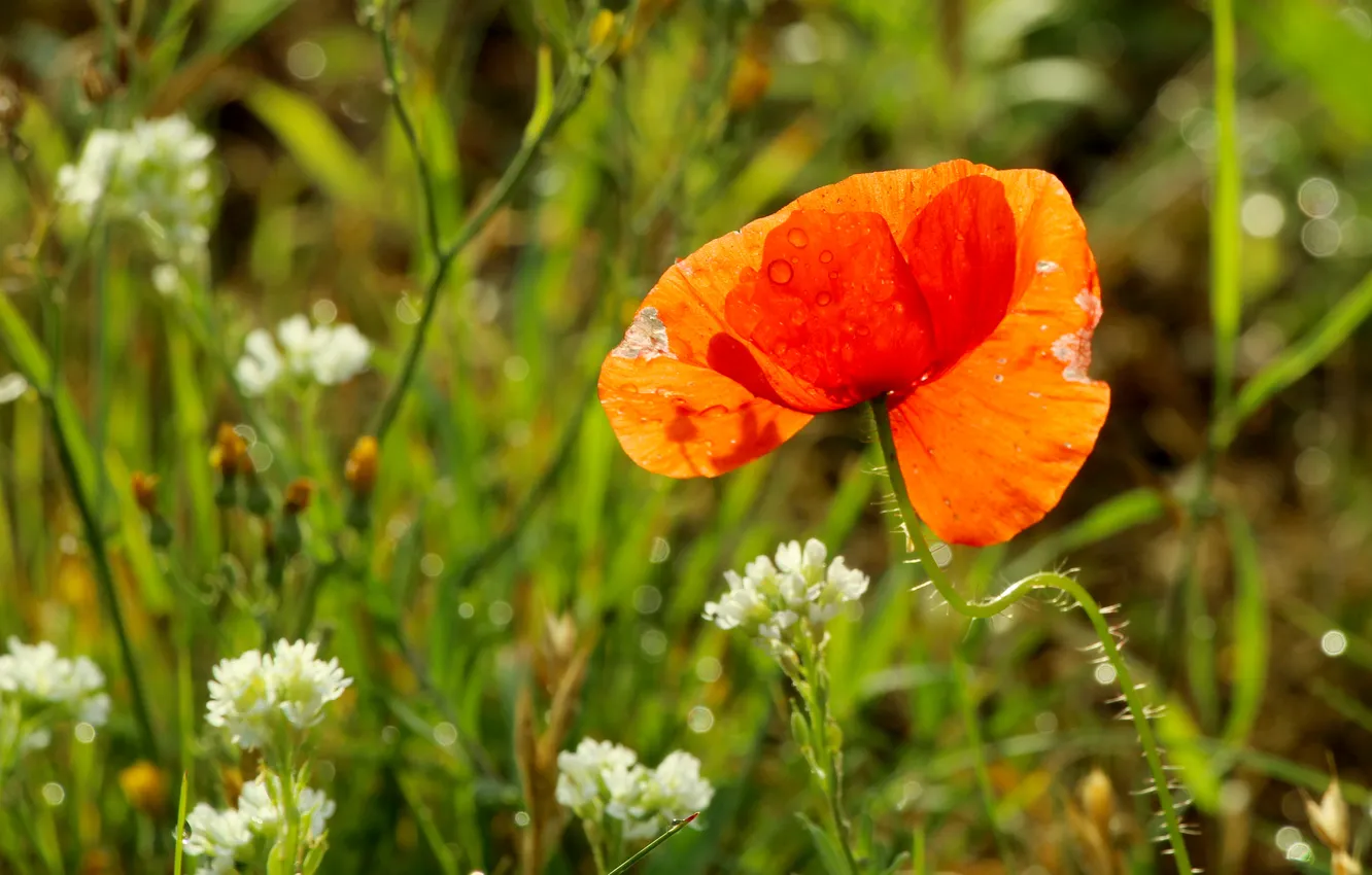 Photo wallpaper red, flower, poppy