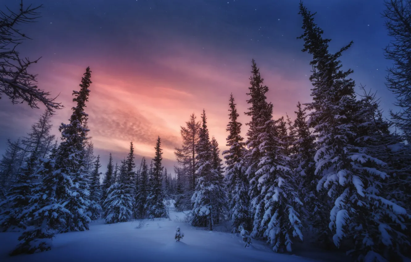 Photo wallpaper winter, snow, trees, landscape, nature, dawn, morning, ate