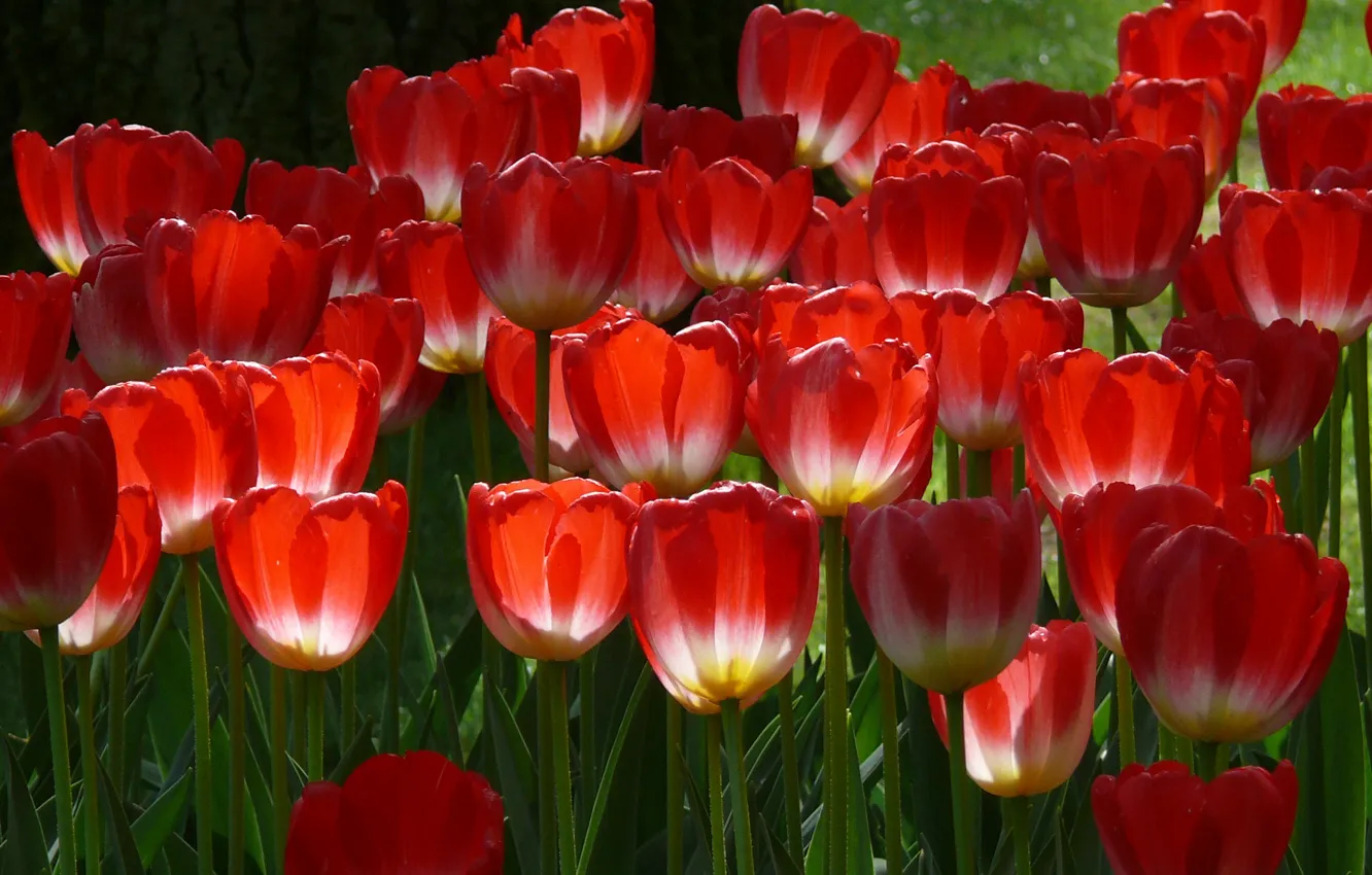 Photo wallpaper Spring, Spring, Red tulips, Red tulips