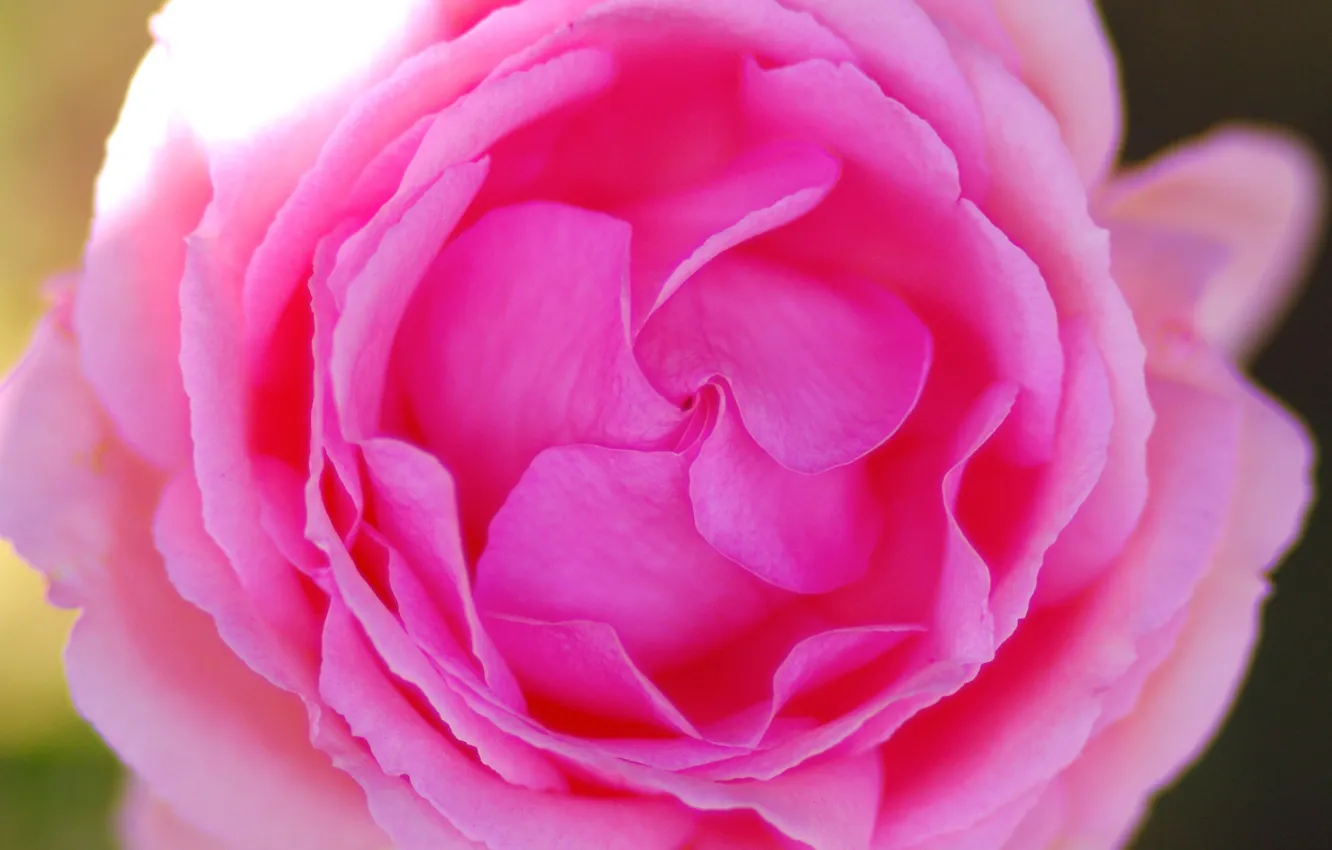 Photo wallpaper flower, rose, pink rose