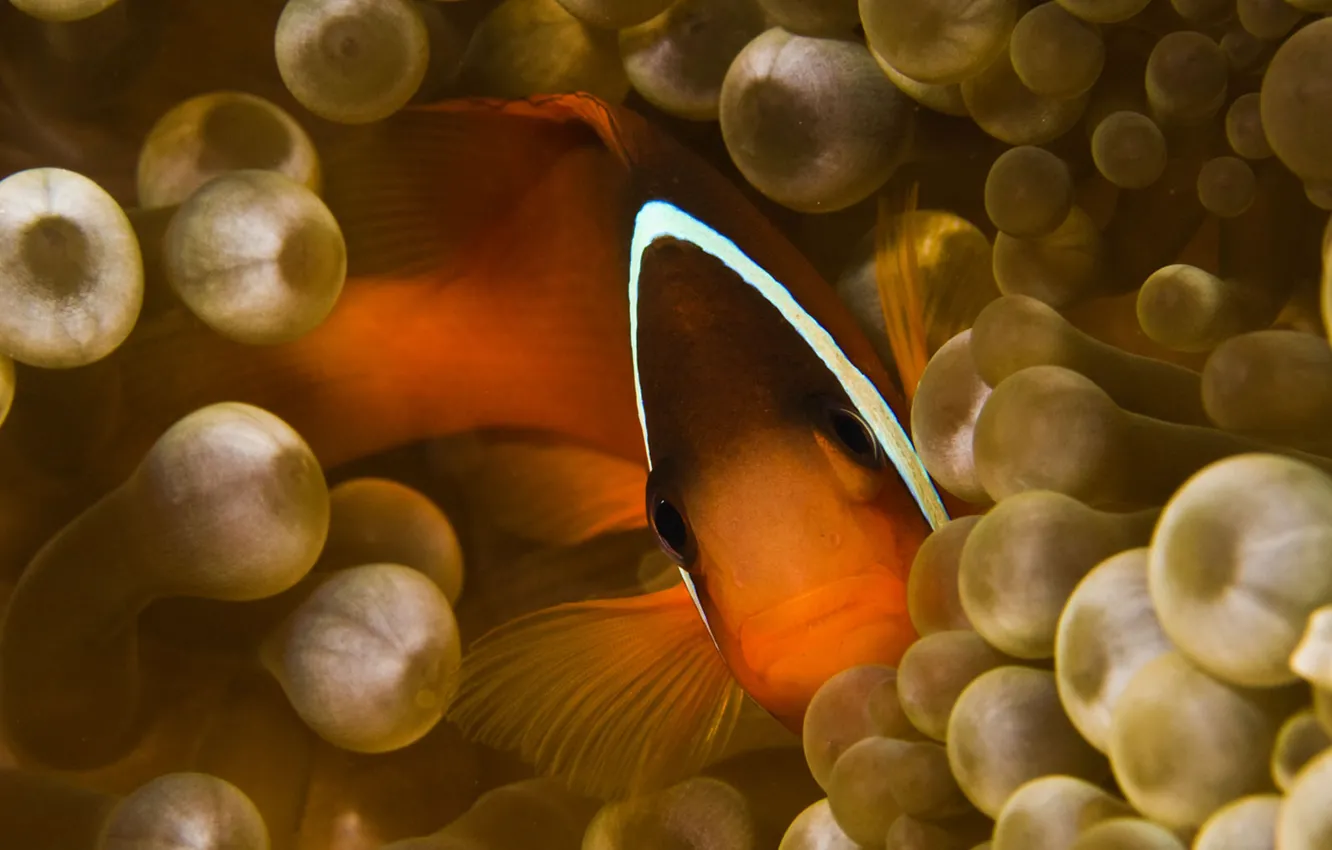 Photo wallpaper look, fish, anemones
