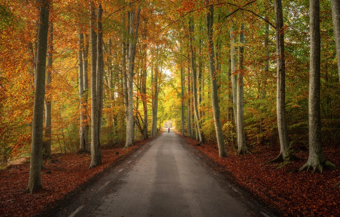 Photo wallpaper road, autumn, forest, trees, Sweden