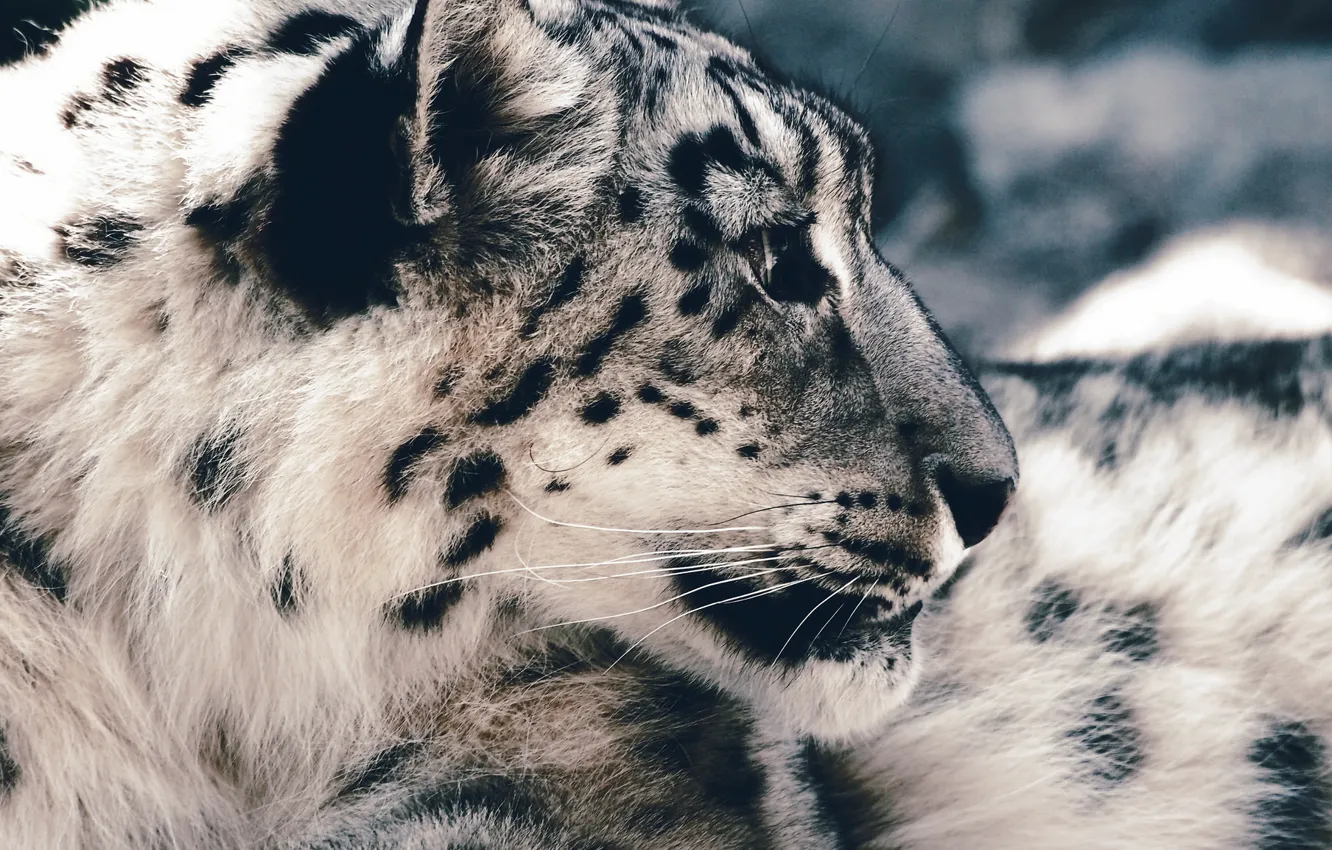 Photo wallpaper face, predator, IRBIS, snow leopard