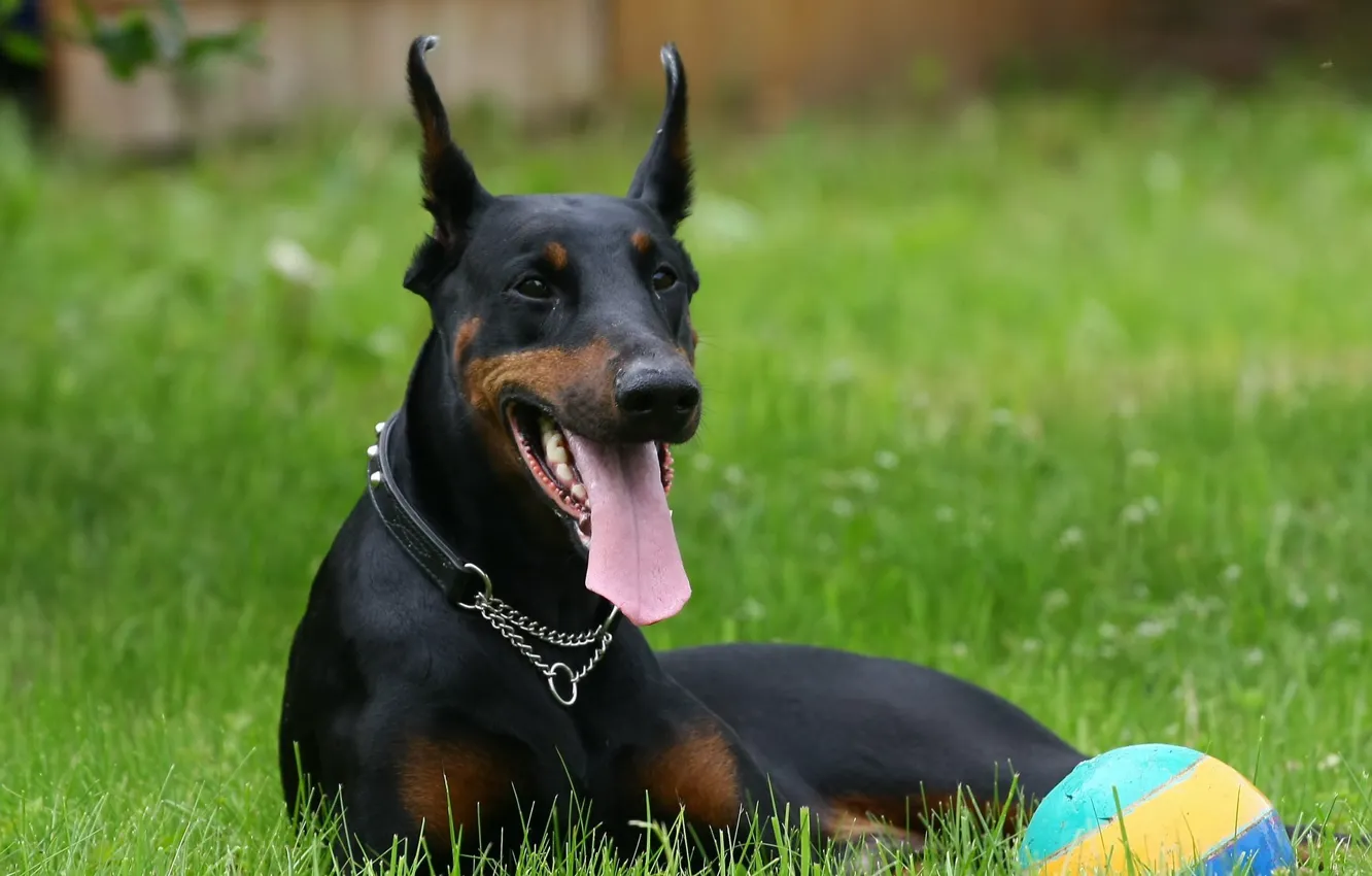 Photo wallpaper grass, the ball, dog, lies, Doberman