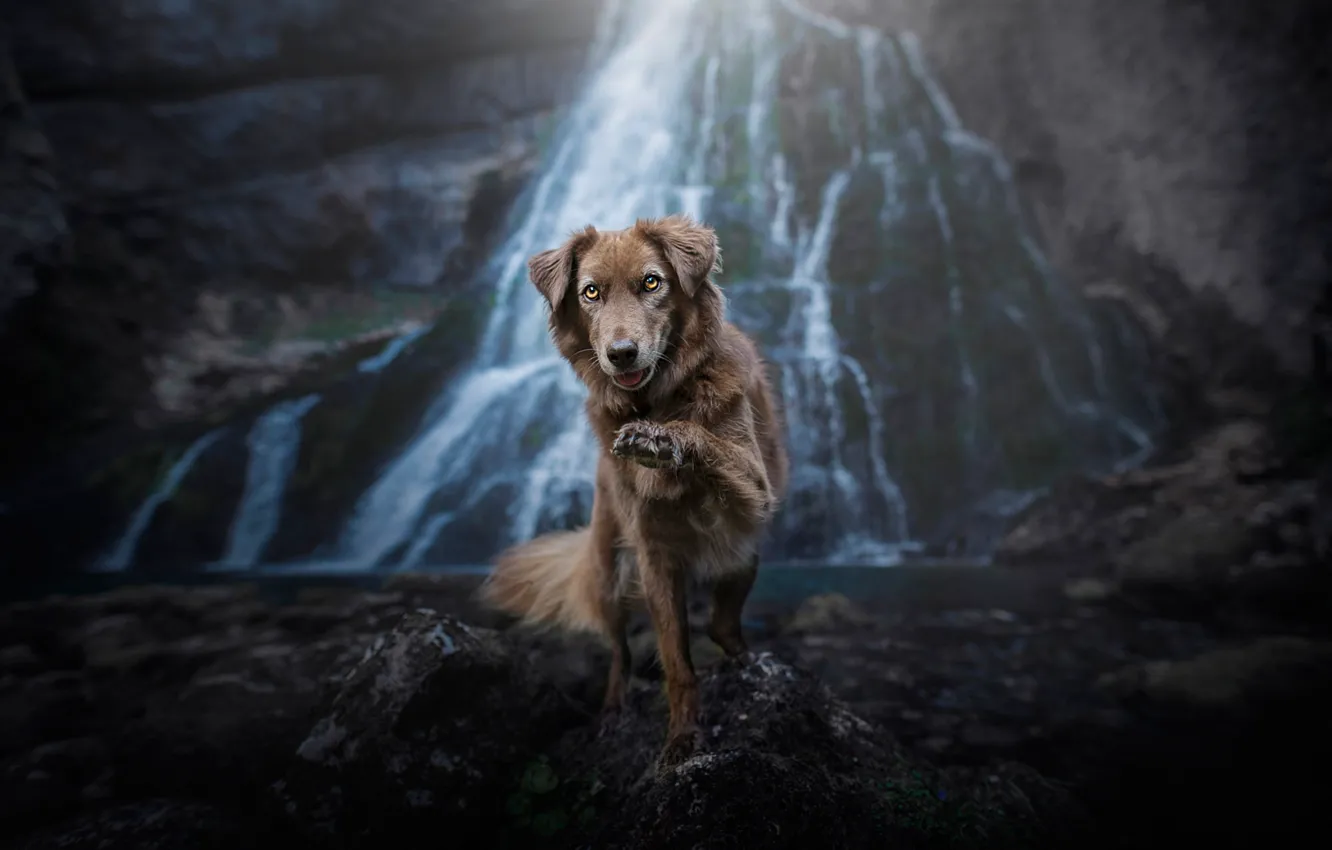 Photo wallpaper look, nature, pose, stones, rocks, paw, waterfall, dog