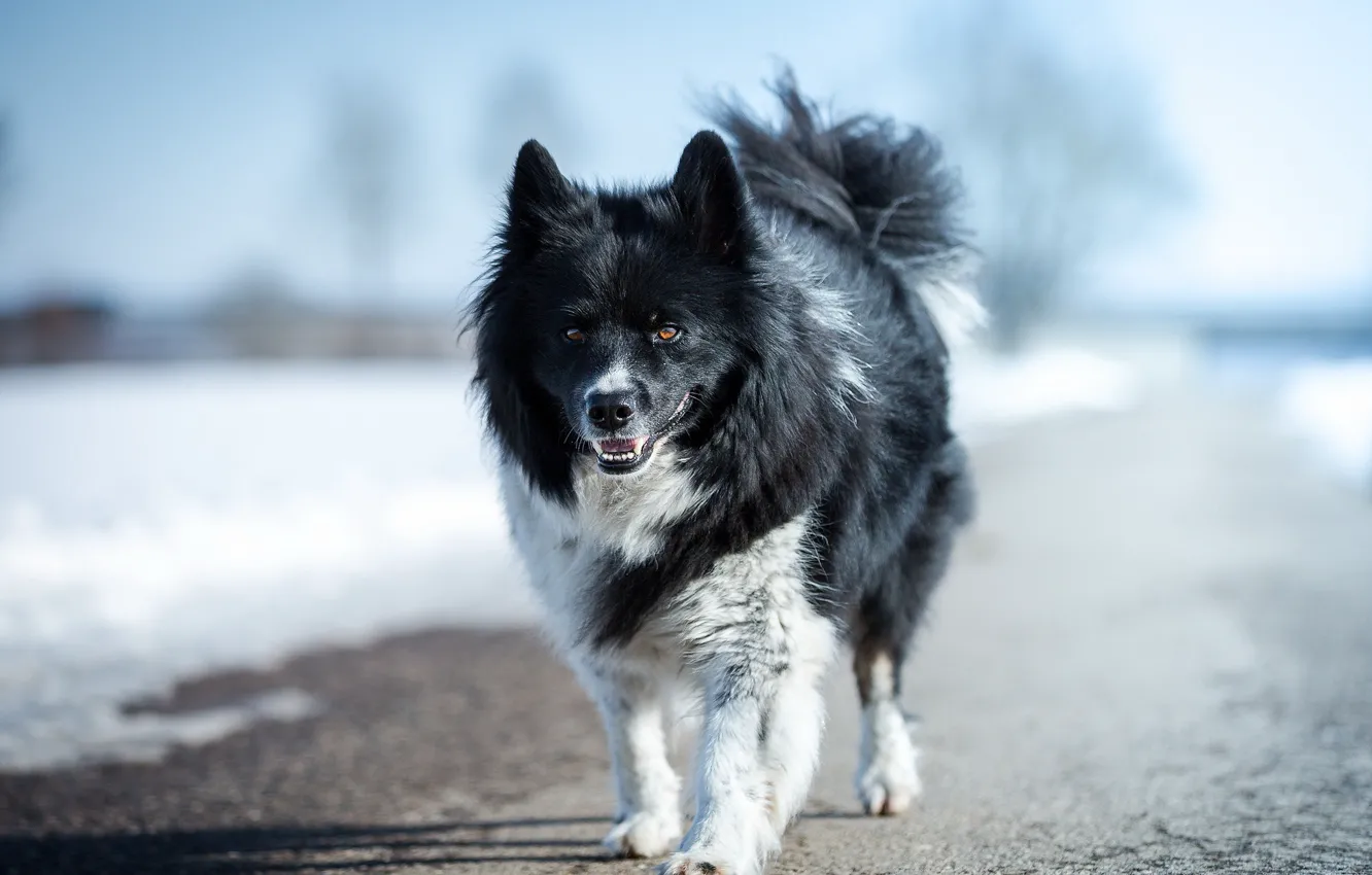 Photo wallpaper look, each, dog