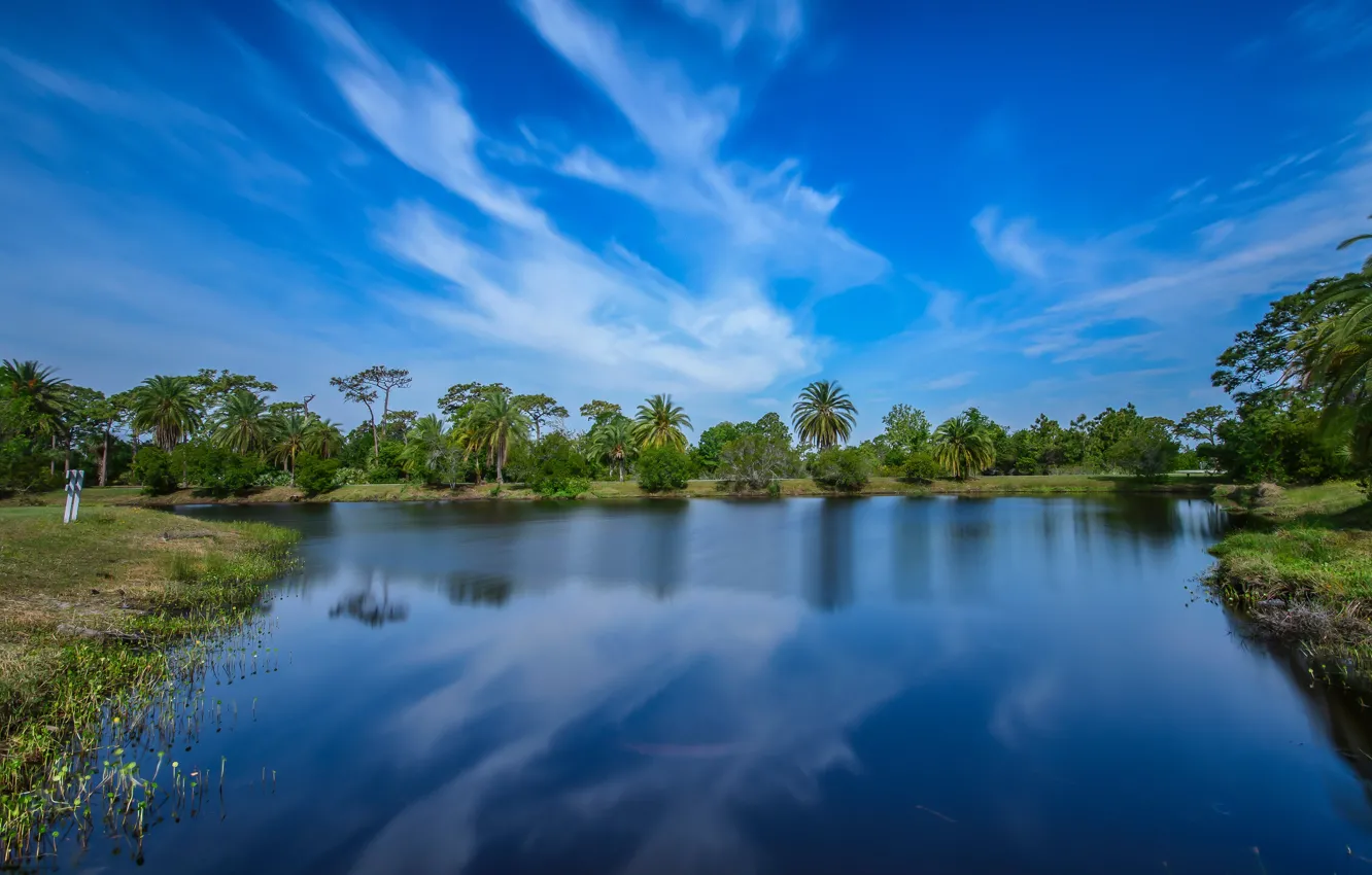 Photo wallpaper greens, the sky, trees, pond, Park, palm trees, blue, USA