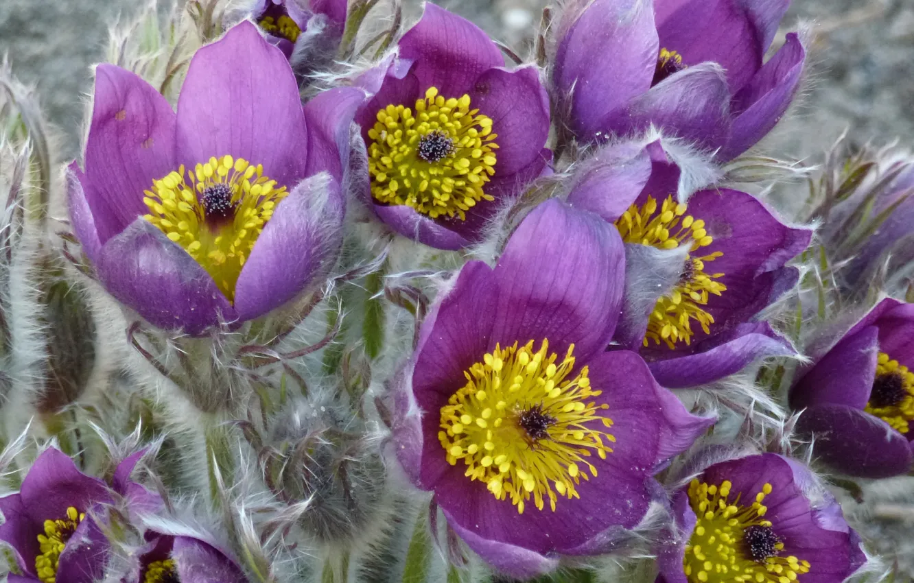 Photo wallpaper macro, flowers, lilac, cross