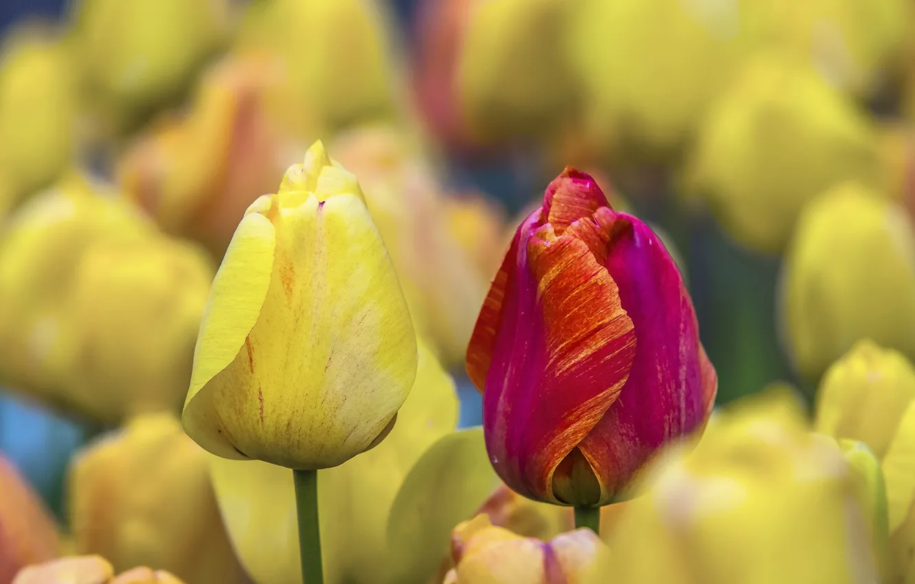 Photo wallpaper flowers, yellow, red, paint, tulips