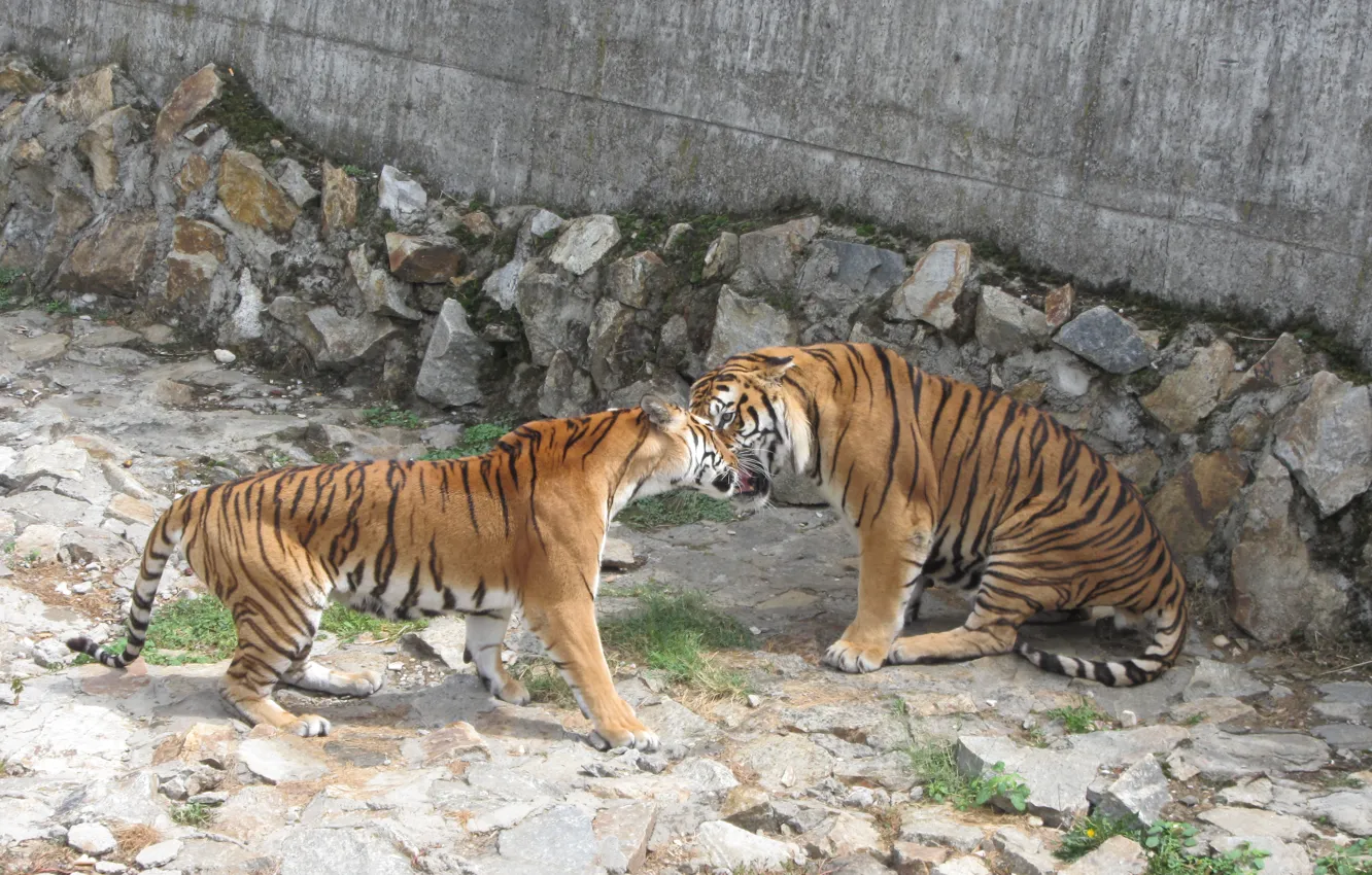 Photo wallpaper animals, wild cats, fight, tigers