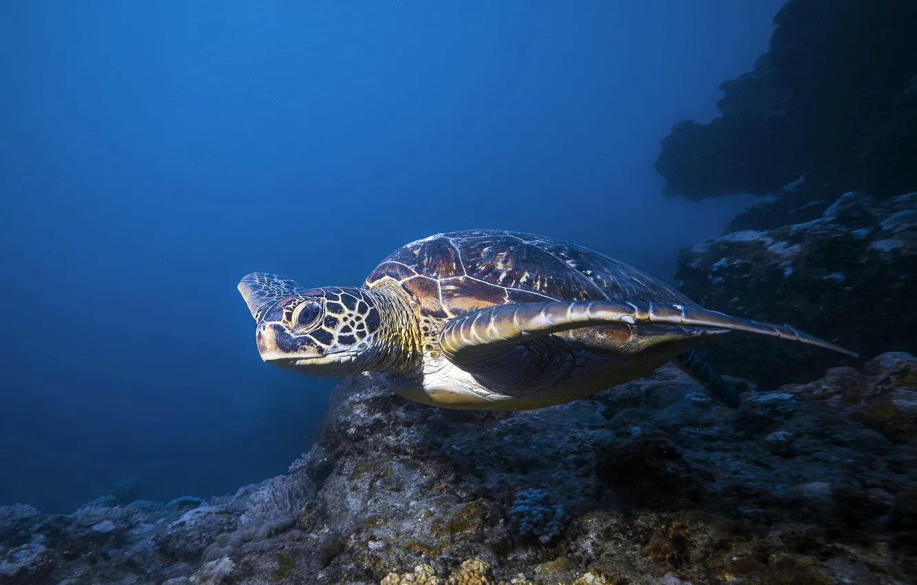 Photo wallpaper water, background, turtle