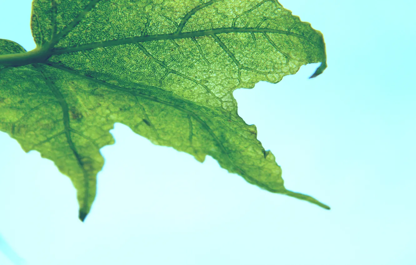 Photo wallpaper leaves, macro, background, Wallpaper, picture