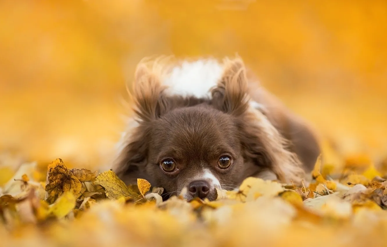 Photo wallpaper look, leaves, dog, muzzle, Chihuahua, doggie