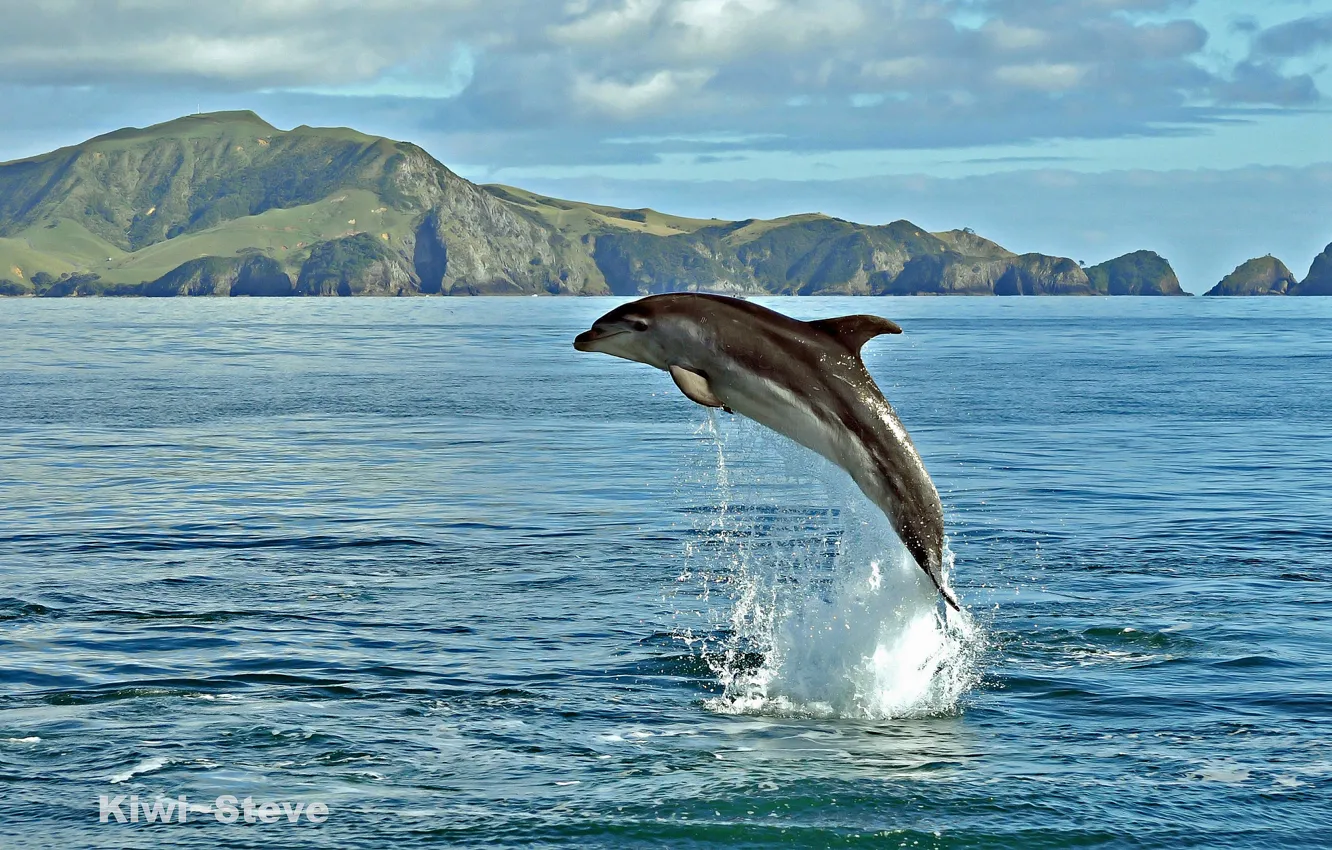 Photo wallpaper sea, water, squirt, Dolphin