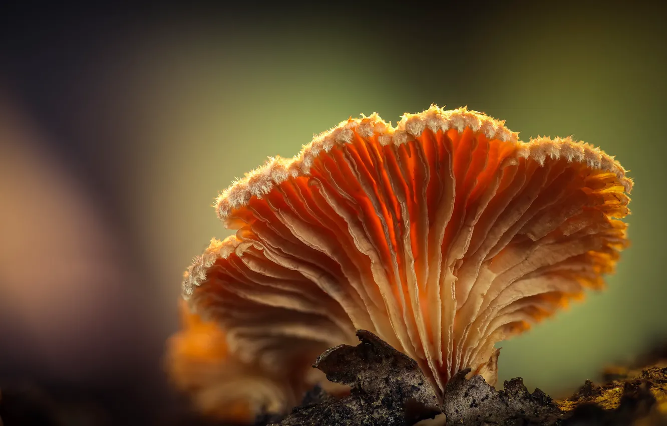 Photo wallpaper macro, mushrooms, bokeh