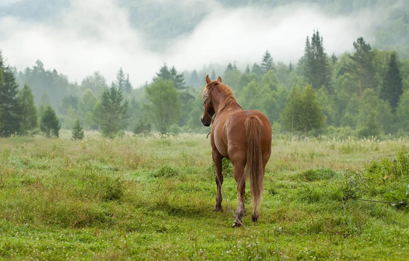 Photo wallpaper field, forest, summer, grass, trees, fog, horse, glade