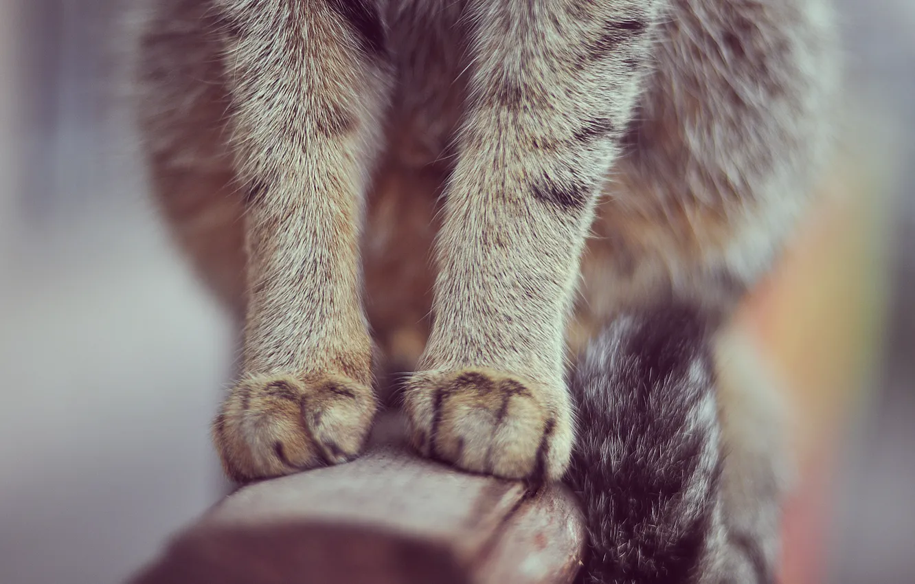 Photo wallpaper cat, paws, wool, tail, railings