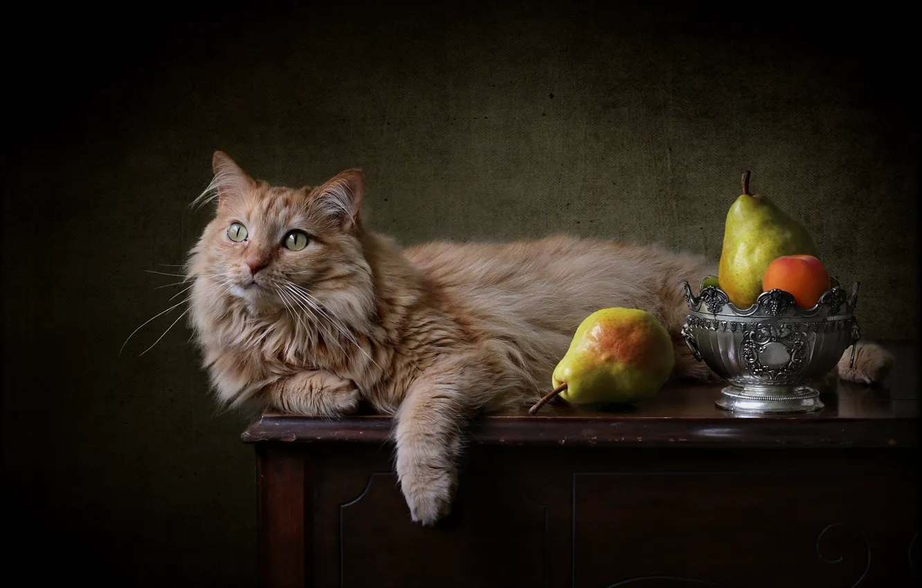 Photo wallpaper cat, background, red, pear, cat