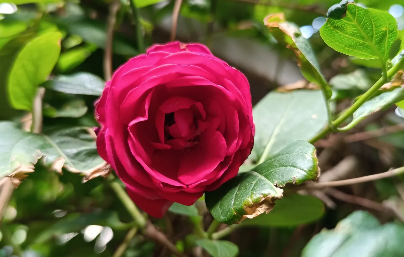 Photo wallpaper roses, rose, red rose, Red rose