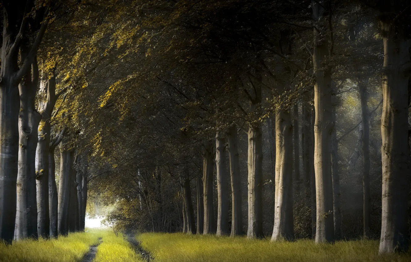 Photo wallpaper road, forest, nature