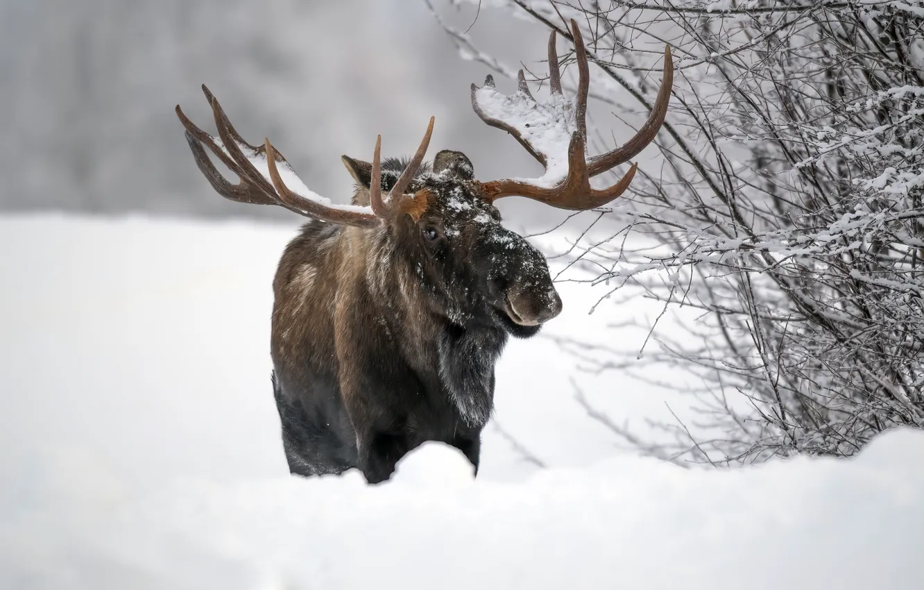 Photo wallpaper winter, snow, moose