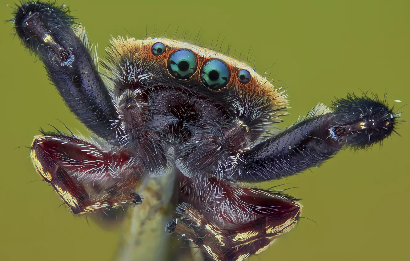 Photo wallpaper macro, background, spider, ambush, insect