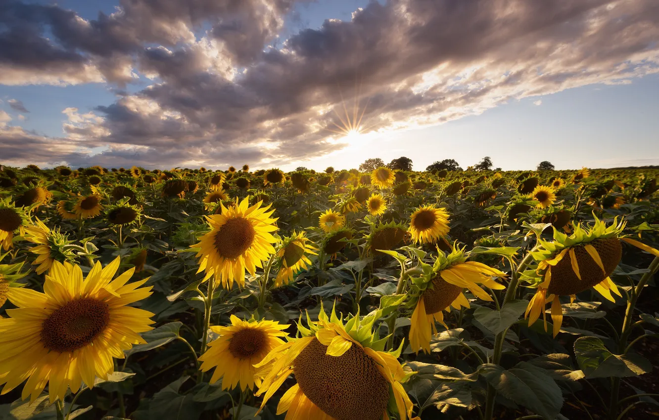Photo wallpaper field, summer, the sky, the sun, clouds, sunflowers, flowers, yellow