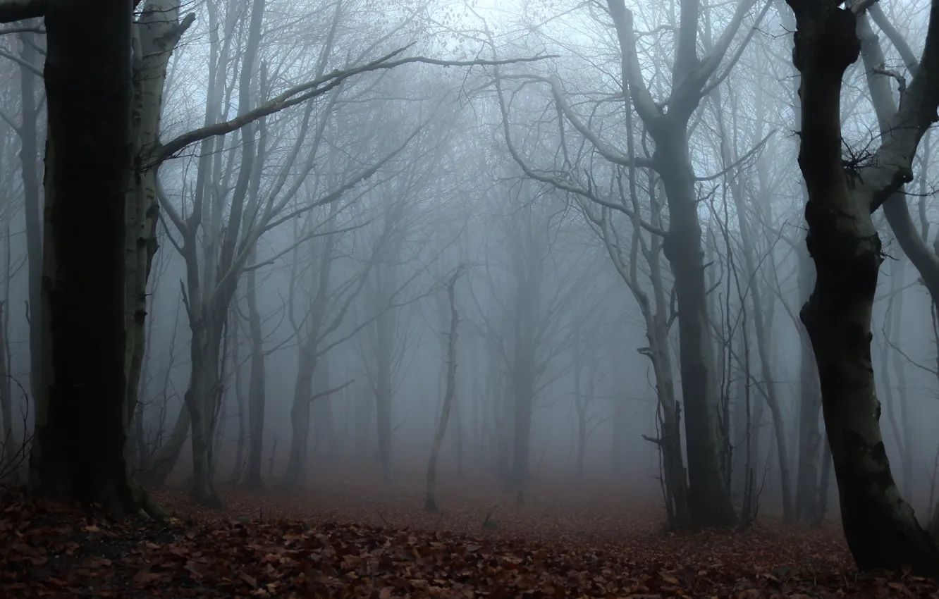 Photo wallpaper forest, trees, nature, fog