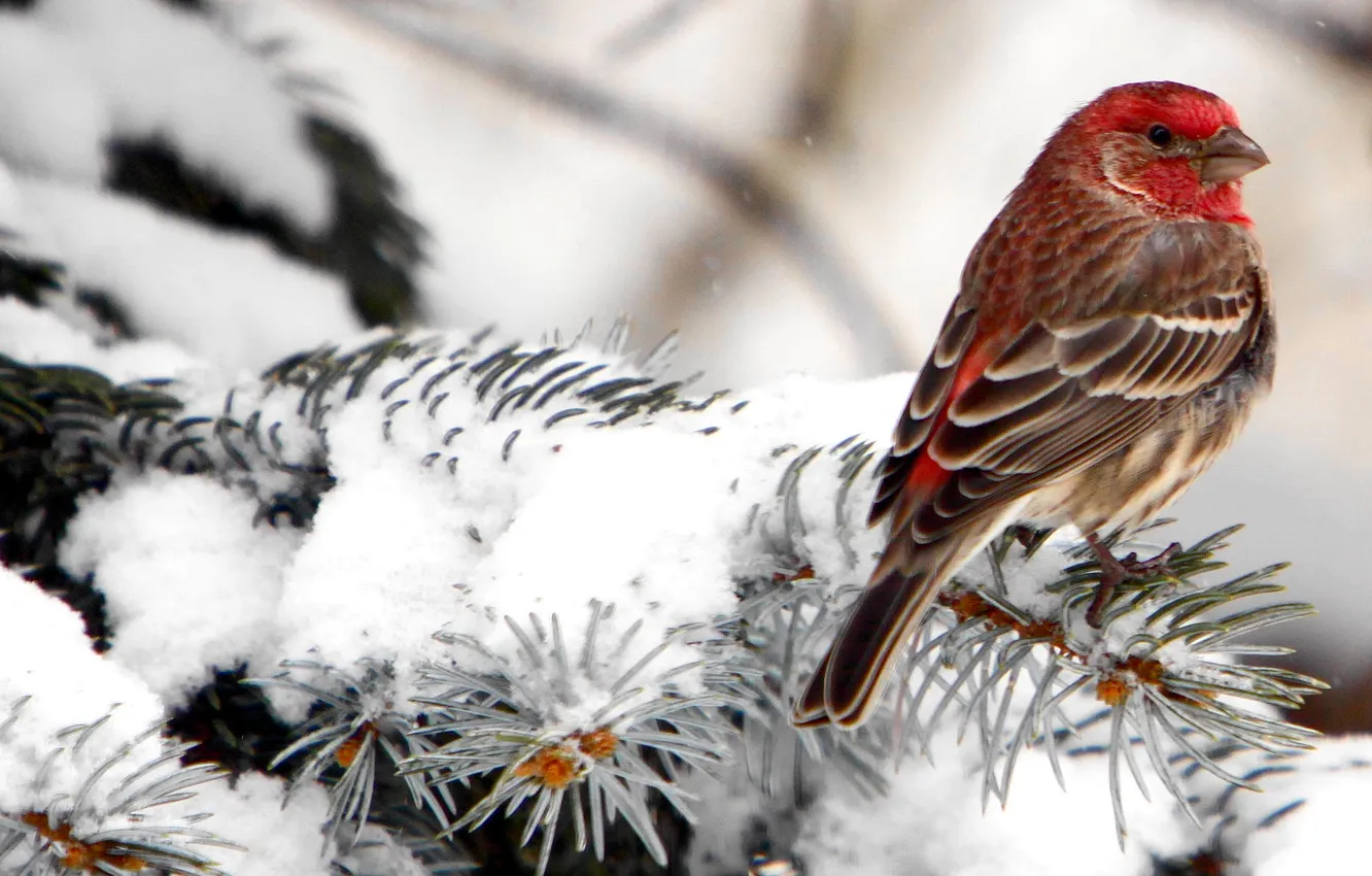 Photo wallpaper winter, snow, trees, branches, bird, tree, Schoor