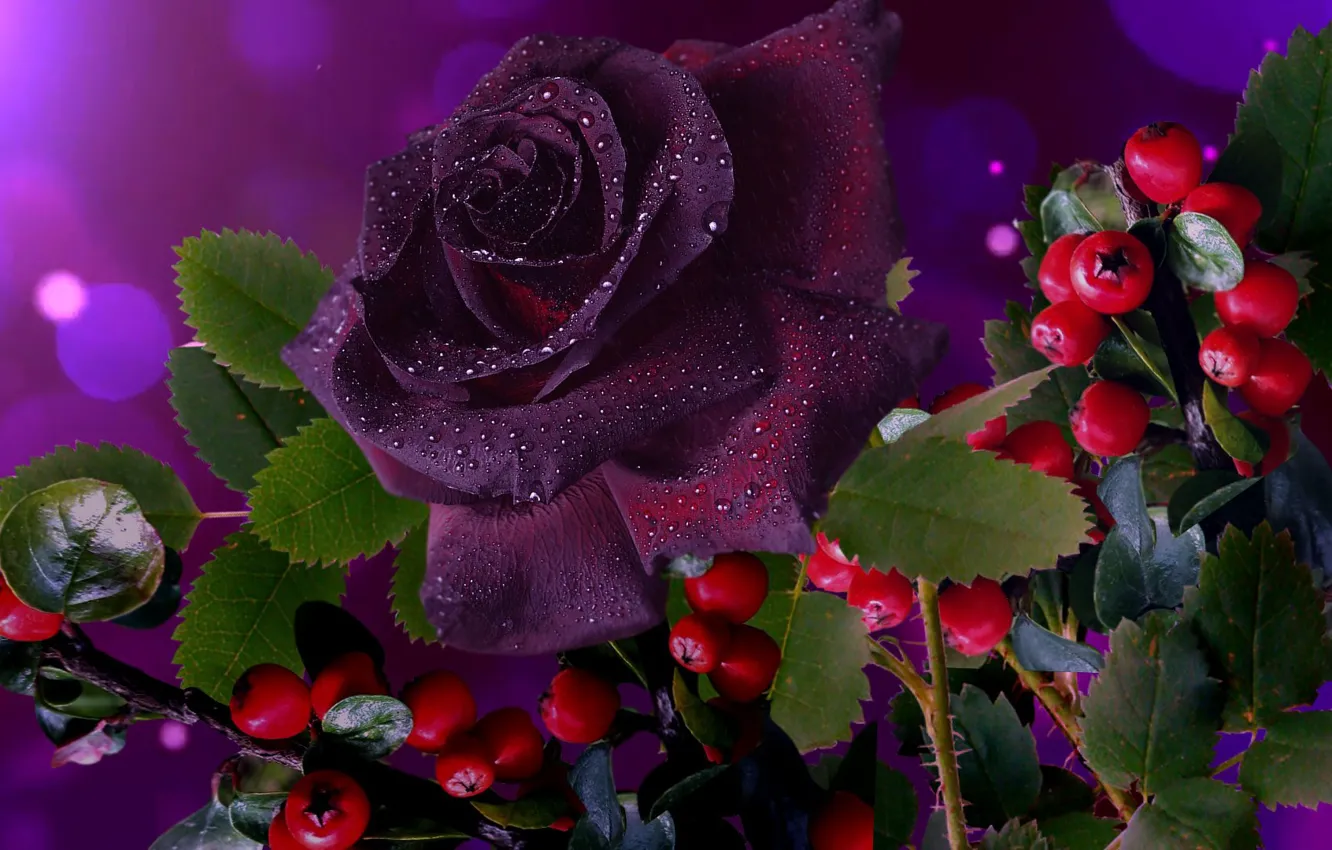 Photo wallpaper berries, rose, beautiful, Burgundy