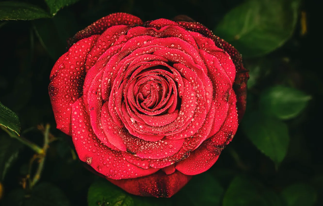 Photo wallpaper drops, macro, red, roses