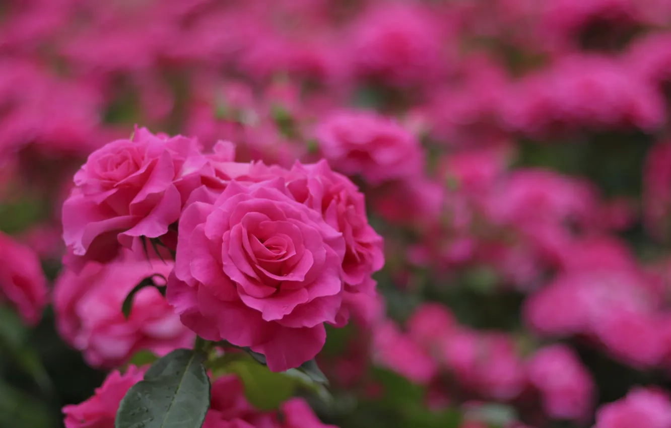 Photo wallpaper roses, pink, buds, flowering