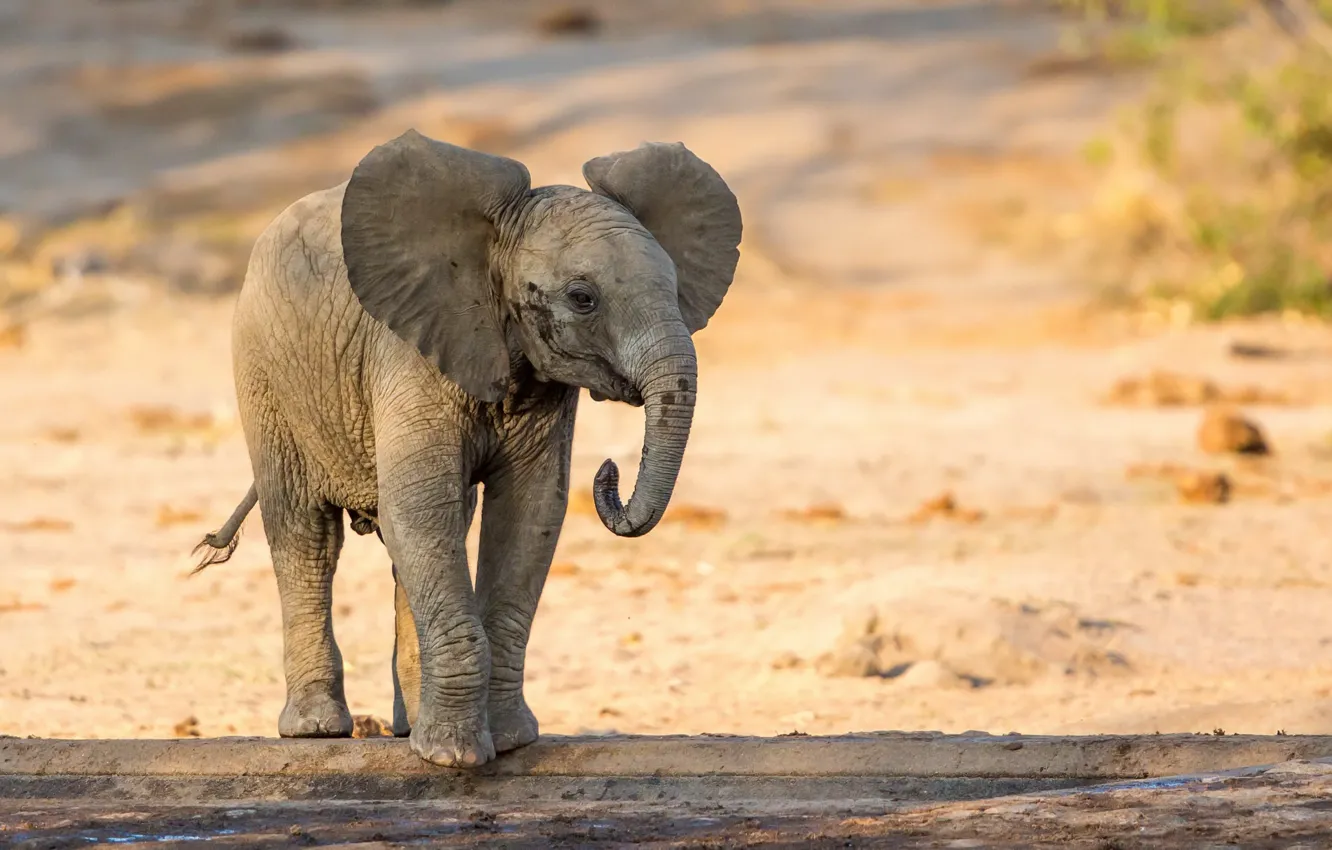 Photo wallpaper nature, background, elephant