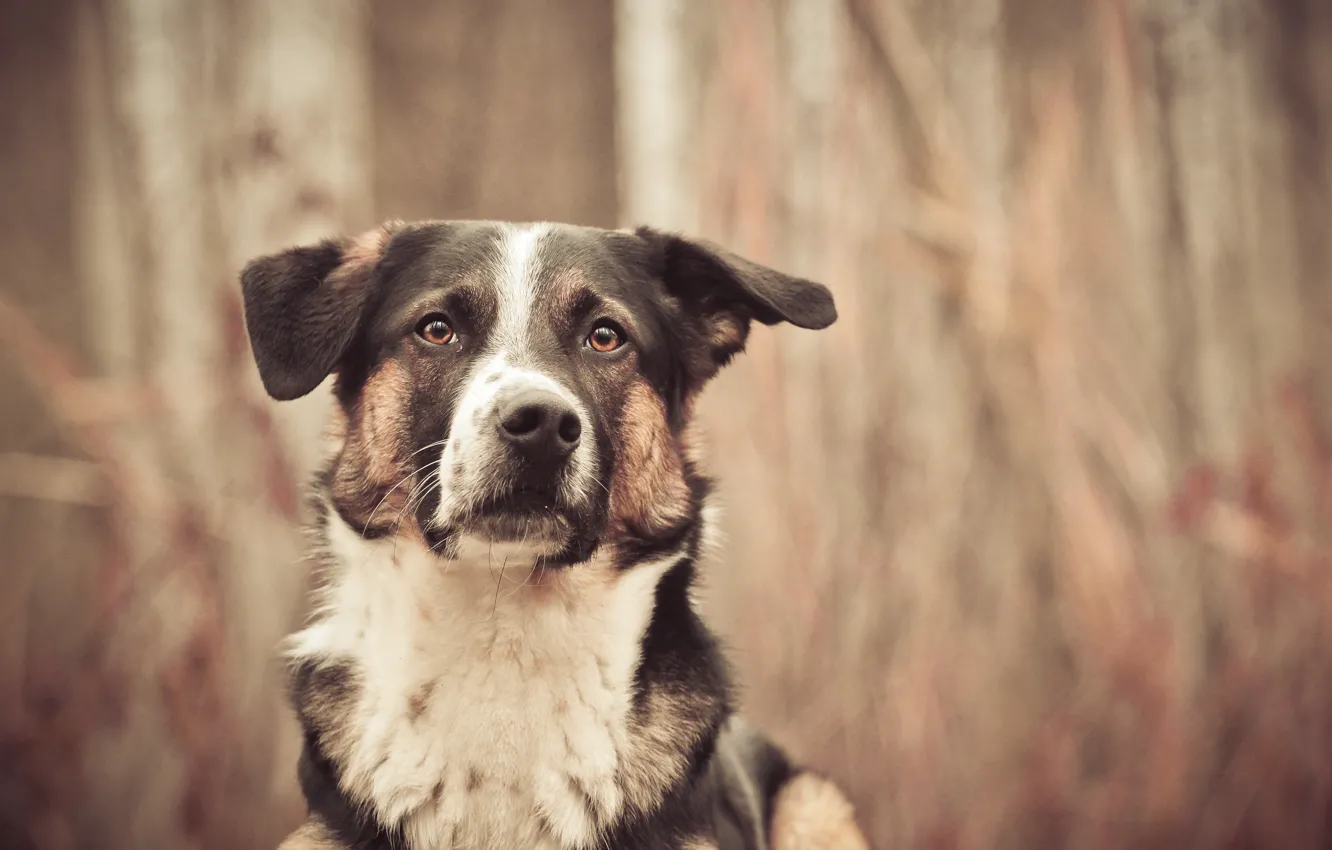 Photo wallpaper look, each, dog, blur