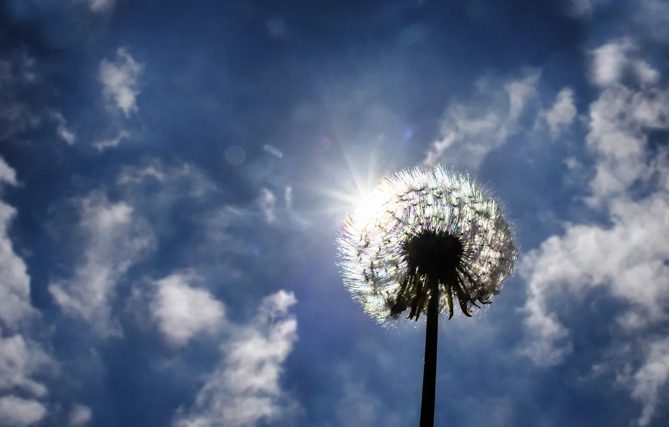 Photo wallpaper the sky, the sun, clouds, rays, light, flowers, blue, dandelion