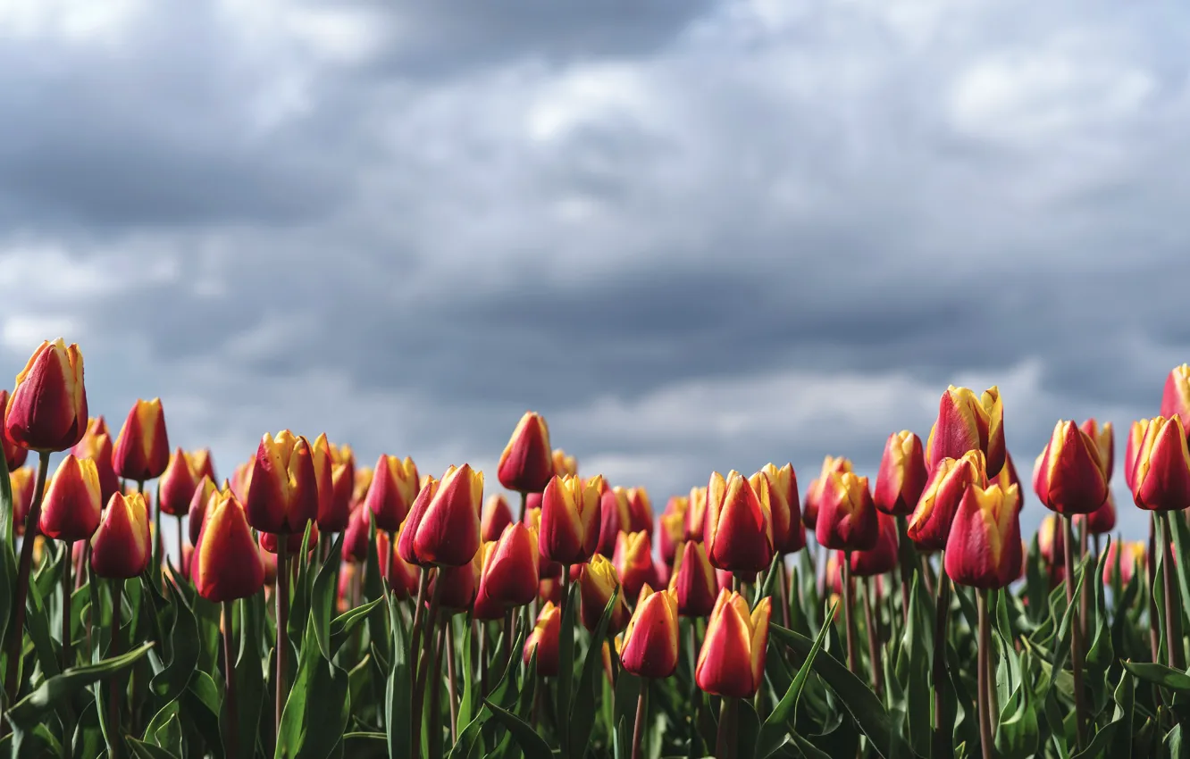 Photo wallpaper field, the sky, clouds, flowers, red, spring, tulips, striped