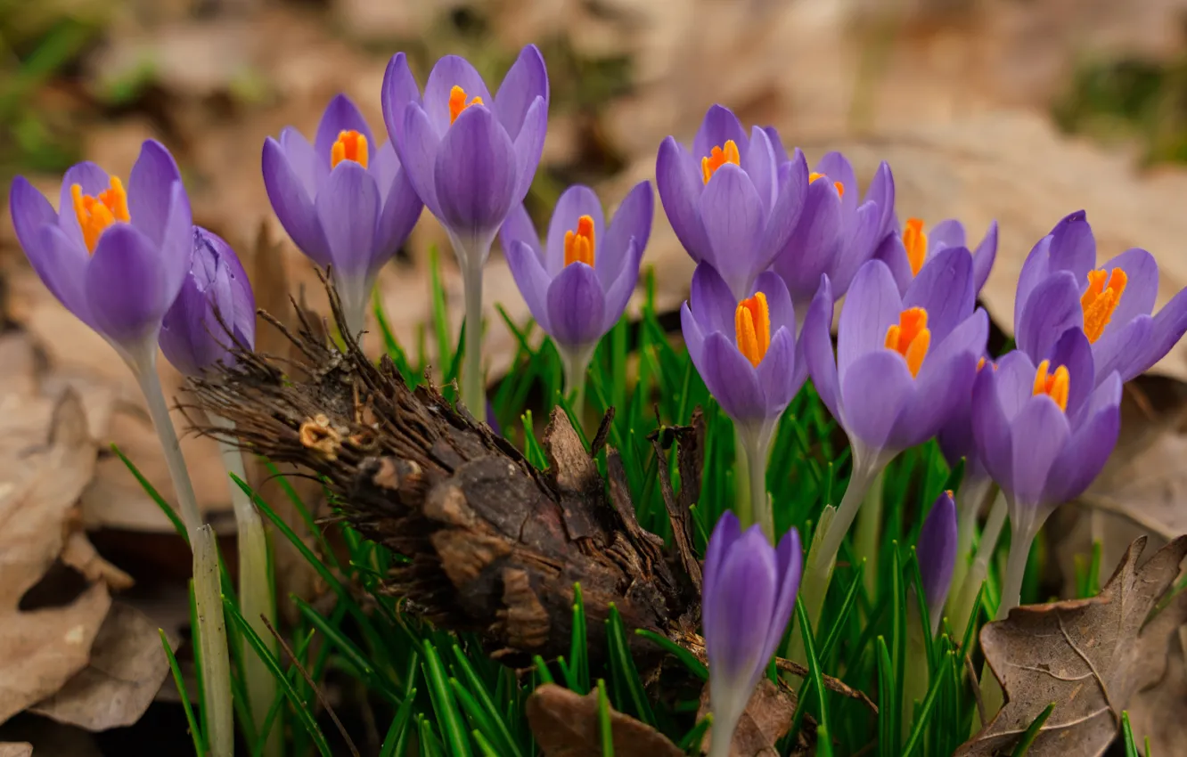 Photo wallpaper flowers, glade, spring, crocuses, a lot, lilac